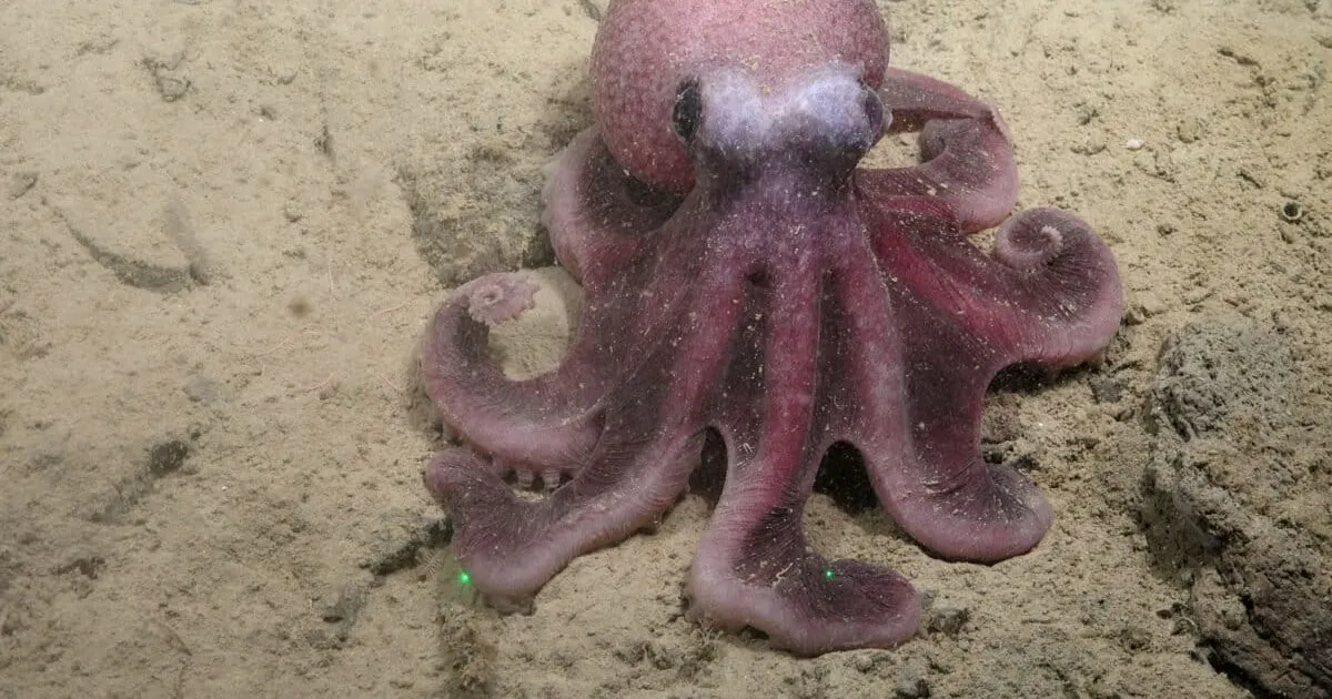 Nieuwe diepzeepolpu ontdekt in het zuidoosten van de Stille Oceaan