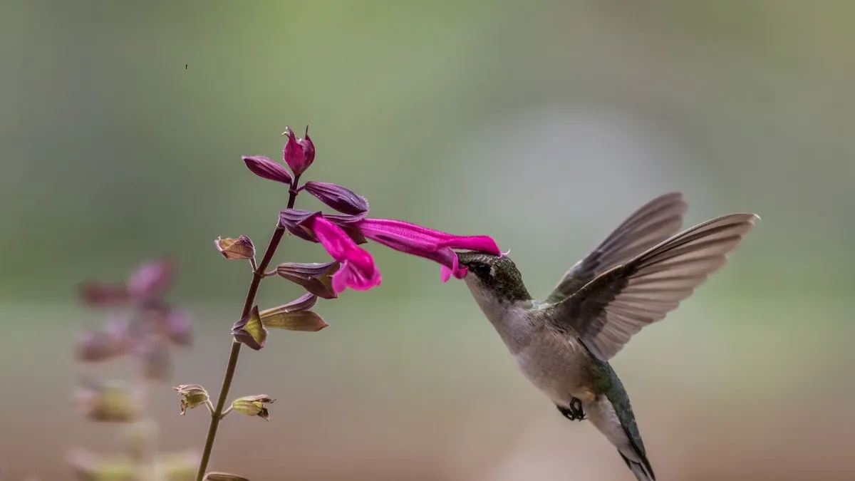 Waarom kolibries vaak in tuinen verschijnen: wat dat betekent