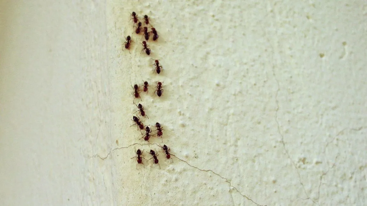 Het mysterie van mieren in huis: wat ze betekenen en wat je kunt doen