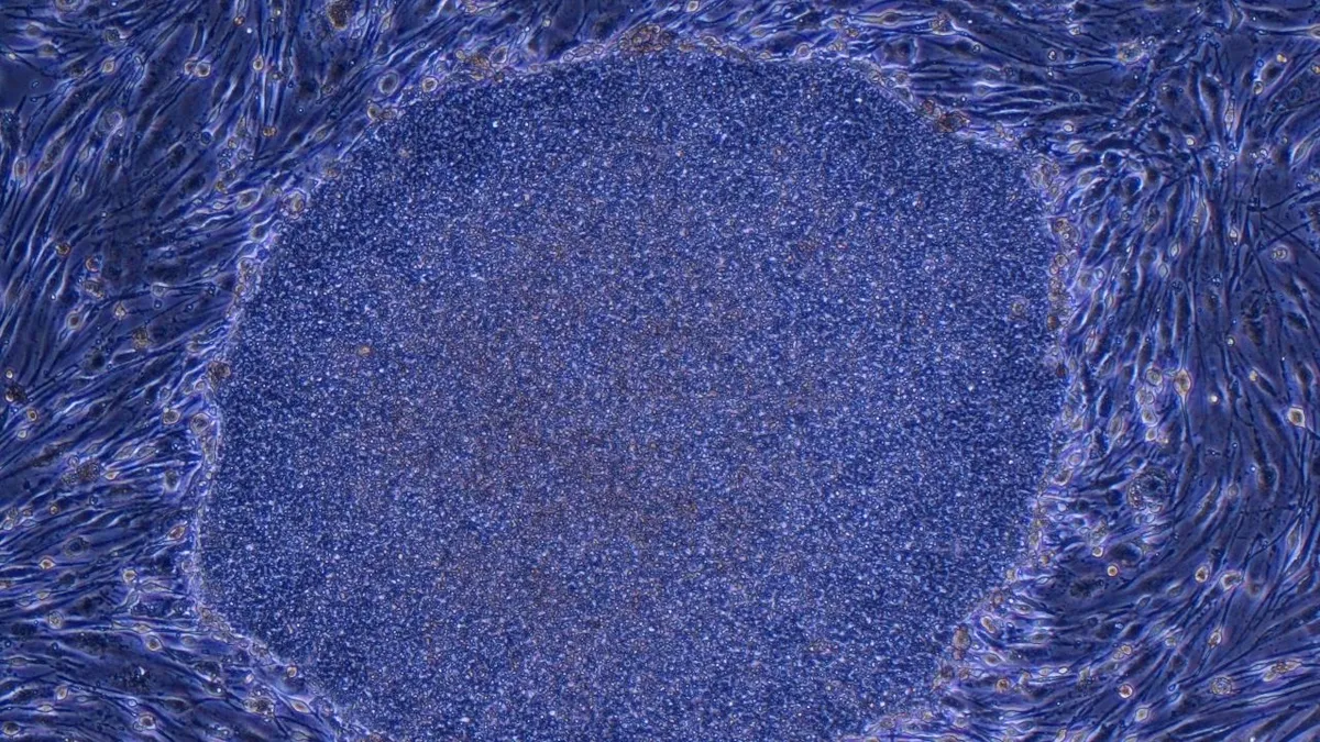 Doorbraak in de regeneratieve geneeskunde met de goedkeuring van iPS-celproducten in Japan