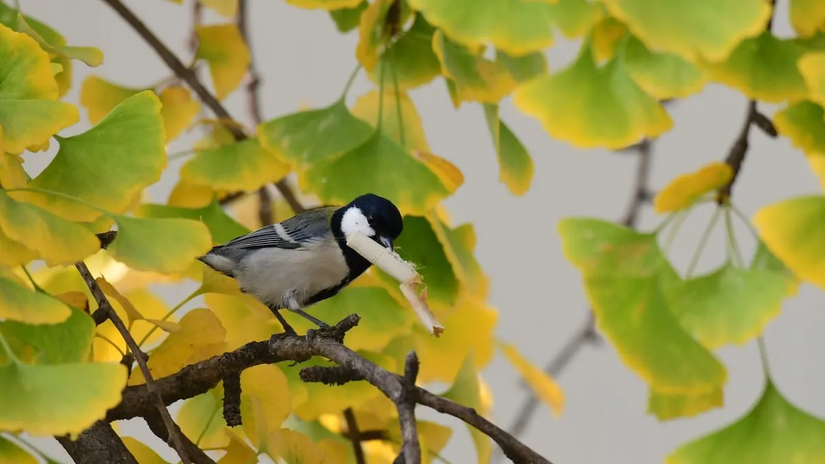 Vogels gebruiken sigarettenpeuken bij nestbouw